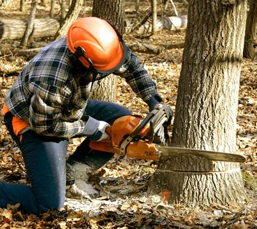 Tree Removal in Goldston, NC